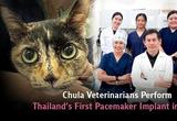 쭐랄롱꼰대 수의학팀, 태국 최초 고양이 심박동기 삽입 수술